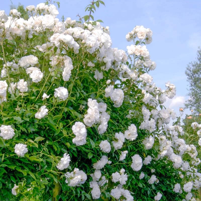 White Pink Rose Bushes Starter Size 4 to 10 Inch Tall W8289