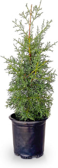 2.5 Quart Evergreen Tree with Blue-Grey Foliage F253992