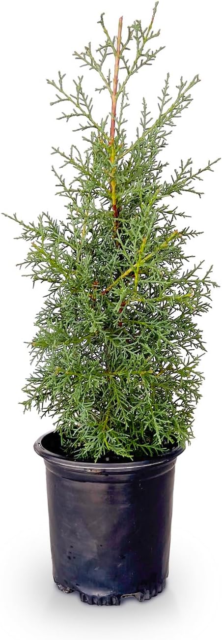 2.5 Quart Evergreen Tree with Blue-Grey Foliage F253992