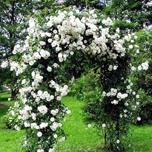 White Pink Rose Bushes Starter Size 4 to 10 Inch Tall W8289