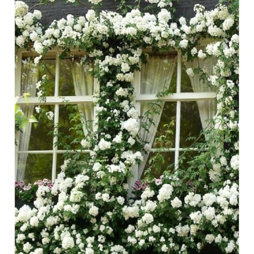 White Pink Rose Bushes Starter Size 4 to 10 Inch Tall W8289