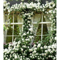 White Pink Rose Bushes Starter Size 4 to 10 Inch Tall W8289