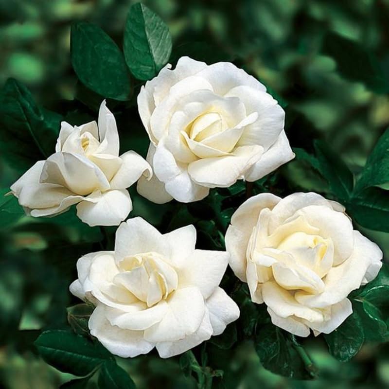 White Pink Rose Bushes Starter Size 4 to 10 Inch Tall W8289