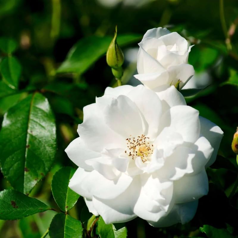 White Pink Rose Bushes Starter Size 4 to 10 Inch Tall W8289