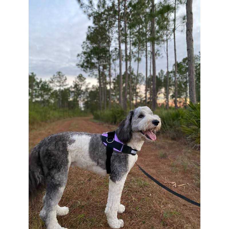 Reflective Adjustable No-Pull Dog Harness Y5964