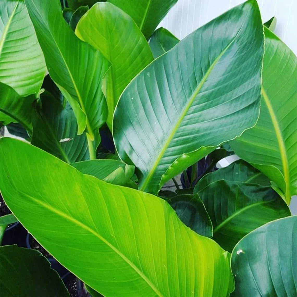 White Bird of Paradise, Large Live Tropical Plant, 10-Inch Pot D573