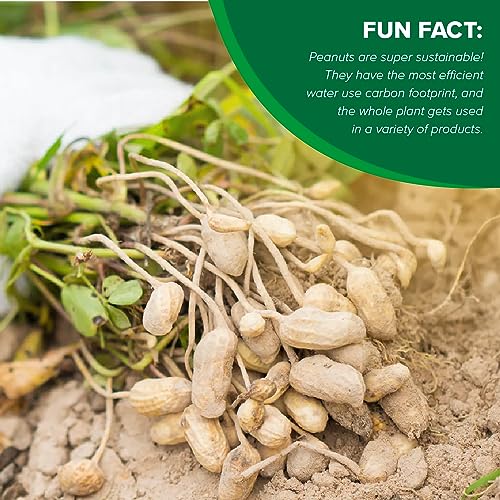 Jumbo Raw Natural In-Shell Peanuts 24 oz. Bag Q268596