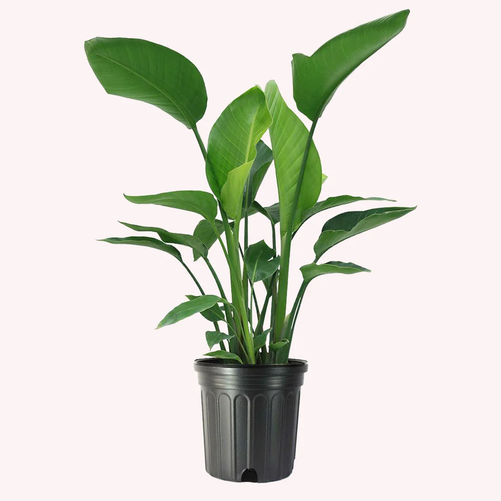 White Bird of Paradise, Large Live Tropical Plant, 10-Inch Pot D573
