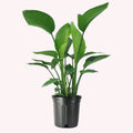 White Bird of Paradise, Large Live Tropical Plant, 10-Inch Pot D573