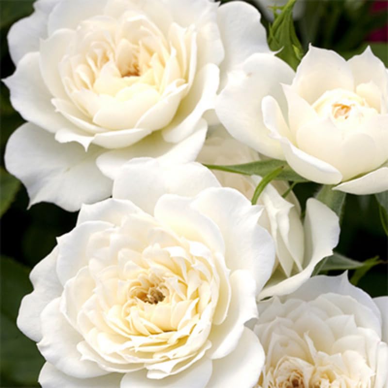 White Pink Rose Bushes Starter Size 4 to 10 Inch Tall W8289