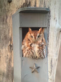 Screech Owl House Nesting Box R22797
