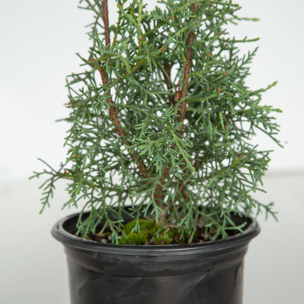 2.5 Quart Evergreen Tree with Blue-Grey Foliage F253992