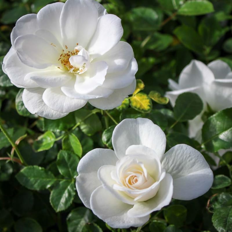White Pink Rose Bushes Starter Size 4 to 10 Inch Tall W8289