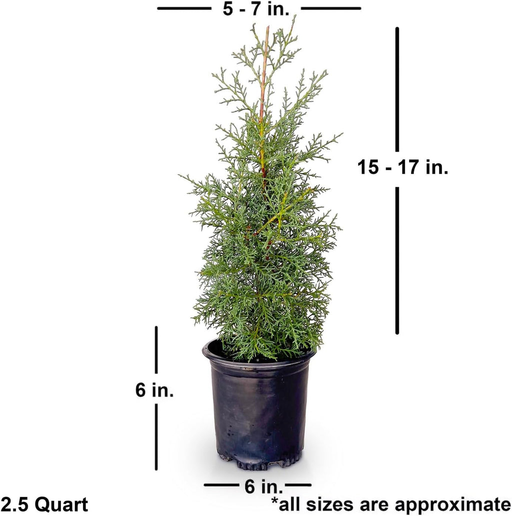 2.5 Quart Evergreen Tree with Blue-Grey Foliage F253992