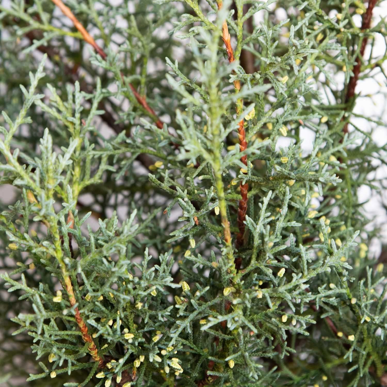 2.5 Quart Evergreen Tree with Blue-Grey Foliage F253992