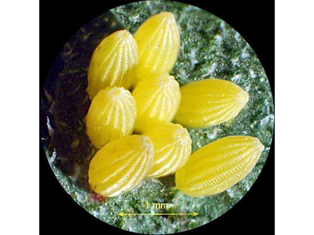 7X-45X Trinocular Zoom Stereo Microscope T704198