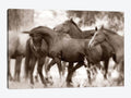 Horses Canvas Art Print Z947210