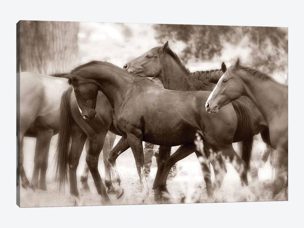 Horses Canvas Art Print Z947210