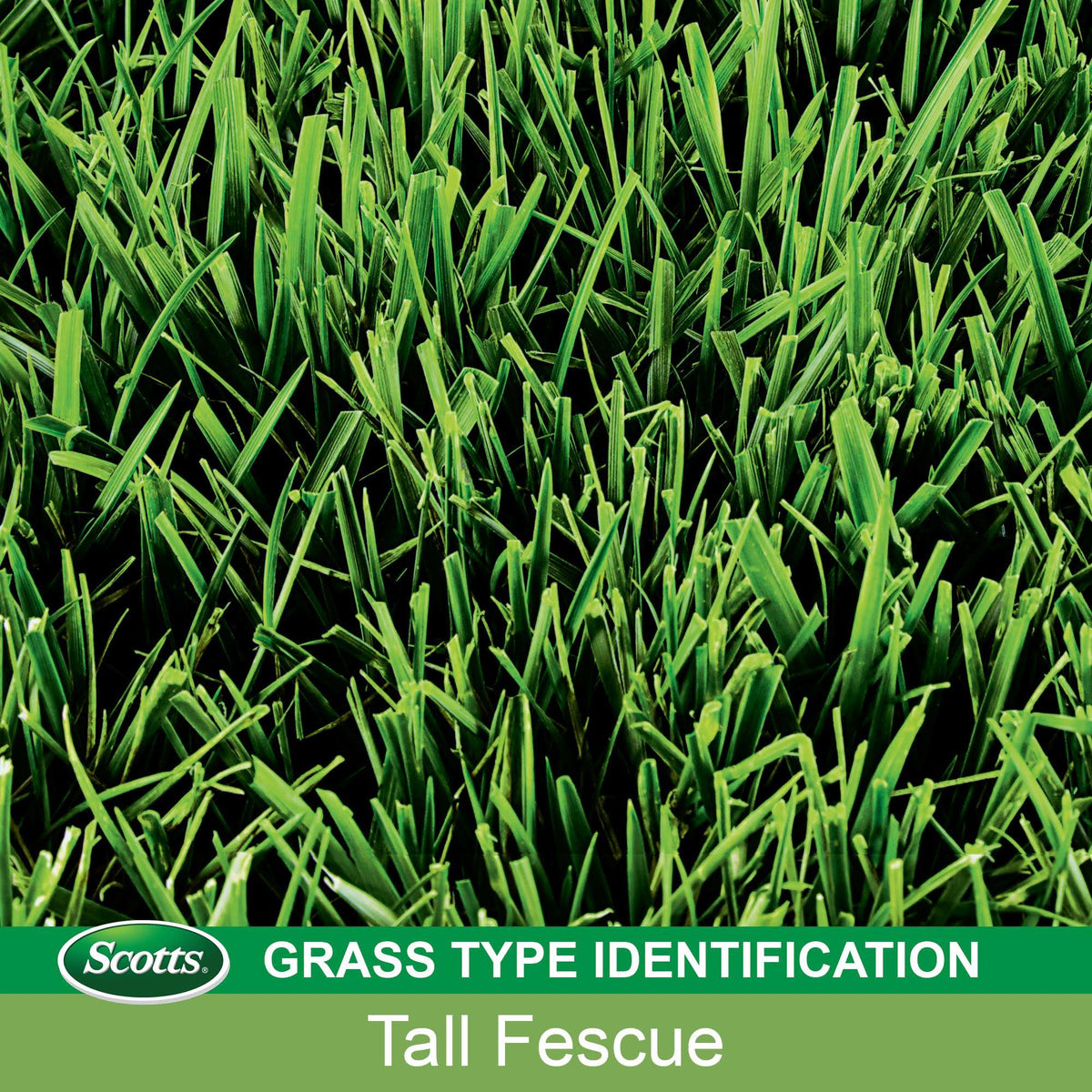 20 lbs. Tall Fescue Mix Grass Seed F9222